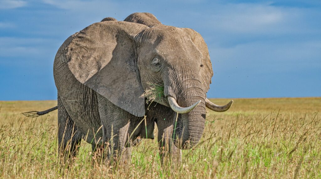 african-elephant-masai-mara-kenya