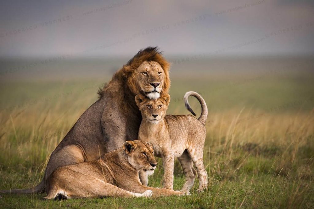 Lions Masai Mara Photographic tour